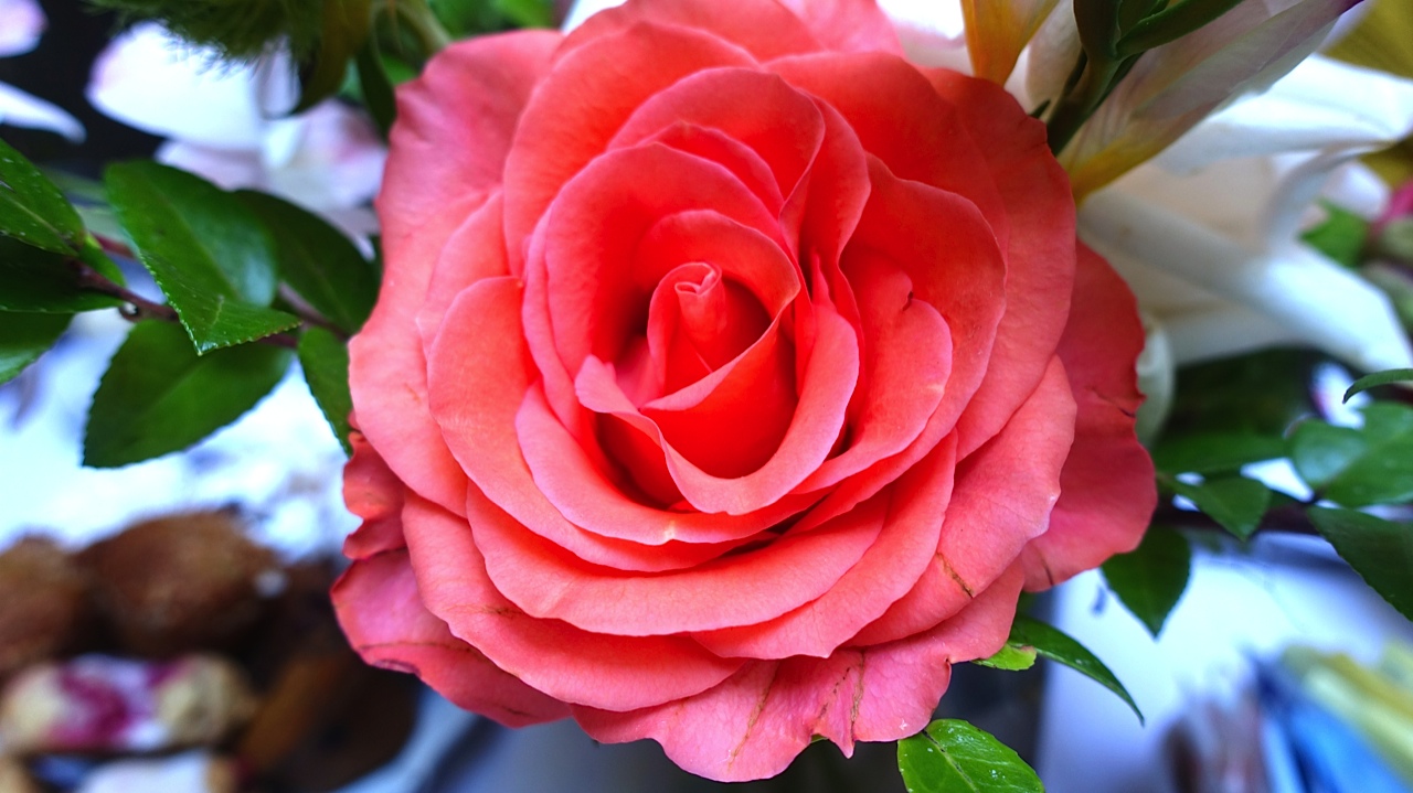 The Best in Rose Beauty