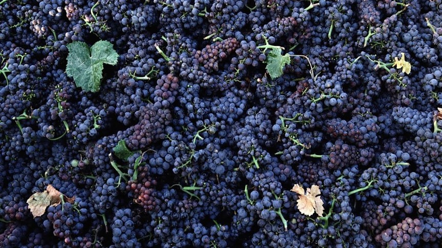 The French Beauty Secret: The 3-Day Grape Cleanse